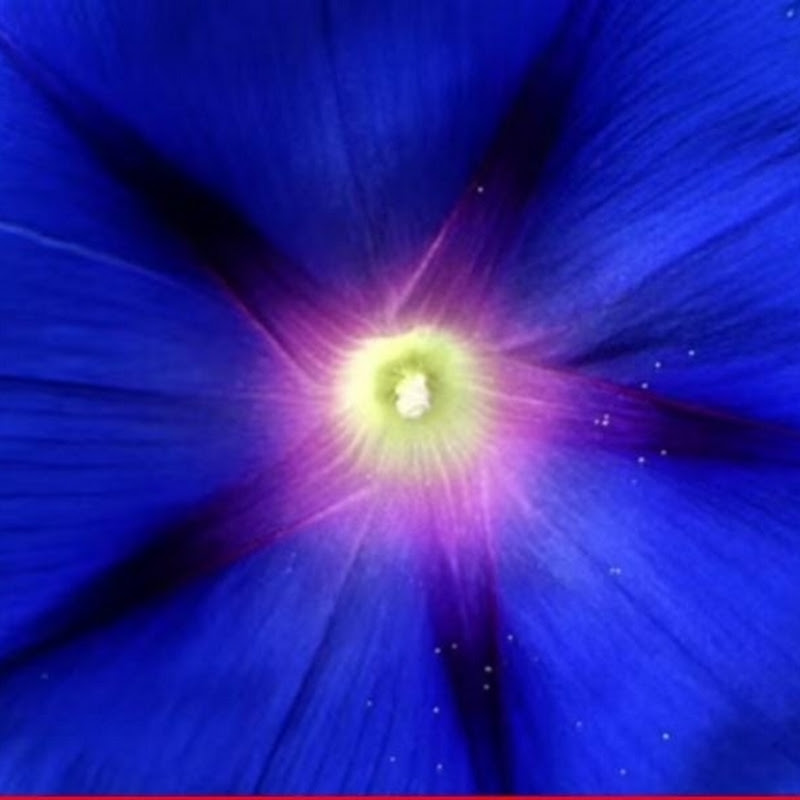 Infinite bliss 1176
