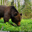 Bears in Belarus  Surveillance video.