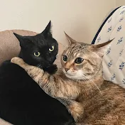 ねこにひき