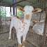 2X0l7-D0lQU-channel-avatar-SRK Barbari Goat Farm and Training Center