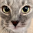 Osa The Cat