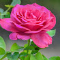 Gardening 4u Avatar