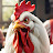 @Chicken_atKFC