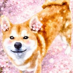 🐾🐶柴犬のなつ