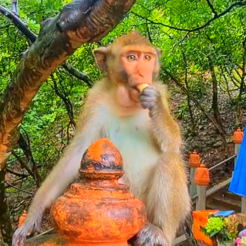Komsan Monkey