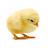 @SMALLchickenhatesmicrosoft