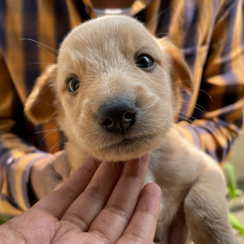 श्वानHouse🐶