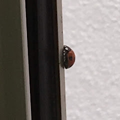 みかん厨