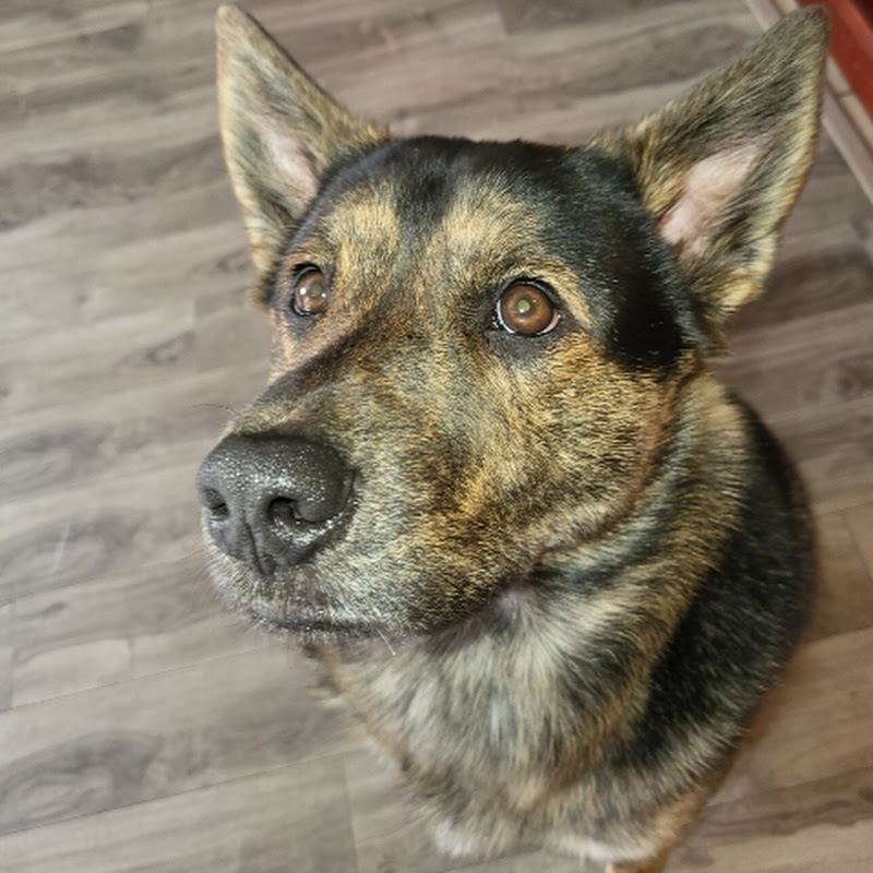 M. JOHN THE DOG. icon
