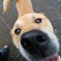 どーも柴犬改めシブ犬です