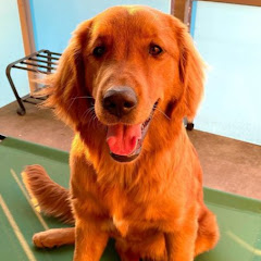 Ariel The Red Goldenアイコン画像