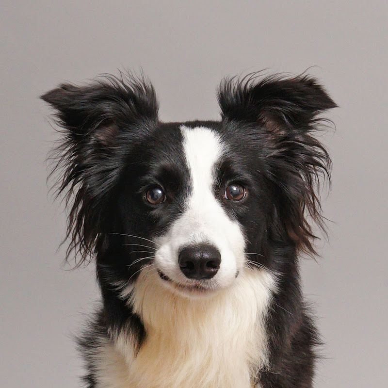 Kola Collie