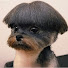 QSU1M2SwA3o-channel-avatar-Fun Pets