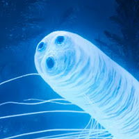 Rawlight Souls profile image