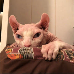Котики
