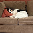 hNzDmddZKLM-channel-avatar-Speaking of My Pets