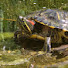 wjDeY5owiEU-channel-avatar-Happy_Turtle_