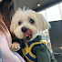 spXLDQzNKL8-channel-avatar-The OG Seoul Pup