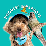 Poodles and Parrots