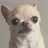 @Chihuahuahua_d3