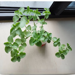 ---打掃中---アイコン画像