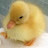 @DuckMeister18