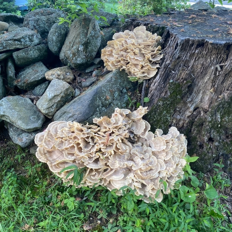 DT Finds