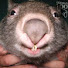 QG4PyM4iILw-channel-avatar-WOMBATSTOMPA