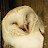 @literally_an_owl