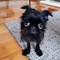 8cBU5_NKpb8-channel-avatar-sarpydog