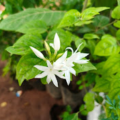 Rare flowers and plants 