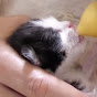 Cat 8