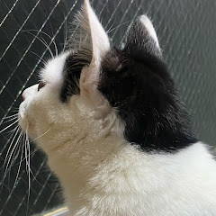 ホワイトキャット