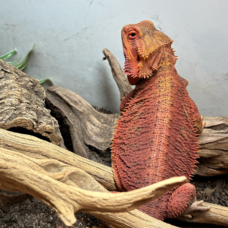 Rich Reptile Encounters