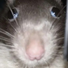 Rat's
