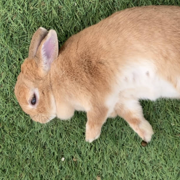 Post from I am Usa-chan the Rabbit 🐰