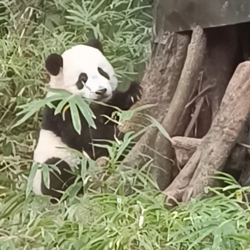 Lovepanda