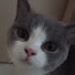 DvN5U4g1OqI-channel-avatar-kitz