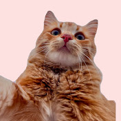 Funny And Cute Cat's Life