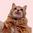 Funny And Cute Cat's Life