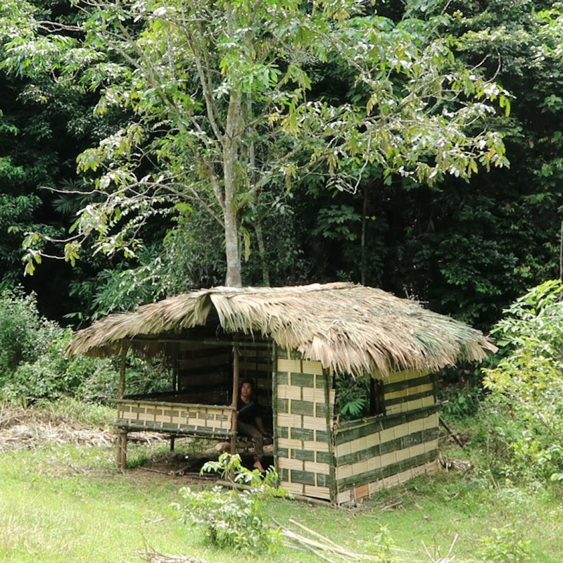 Rừng nhiệt đới