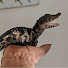 _aOaL-UULcc-channel-avatar-Love With Scales