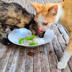 Pet Eating Yummy