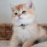 Y5JIGRD2e_Q-channel-avatar-Hunter, Shiro & Fiero - British Shorthair Brothers