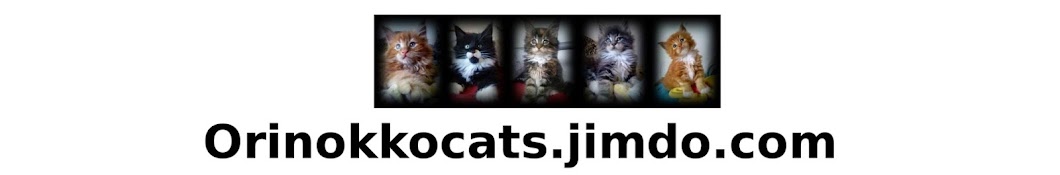 orinokkocats.jimdo.com YouTube channel avatar