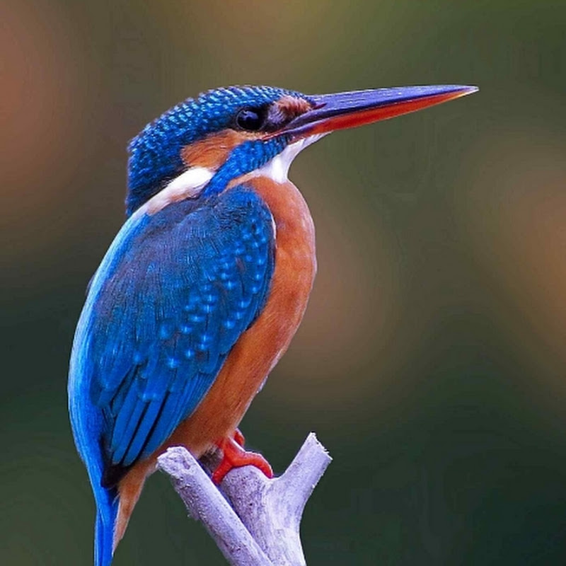Kingfisher 