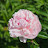@진달래빛7-z7z