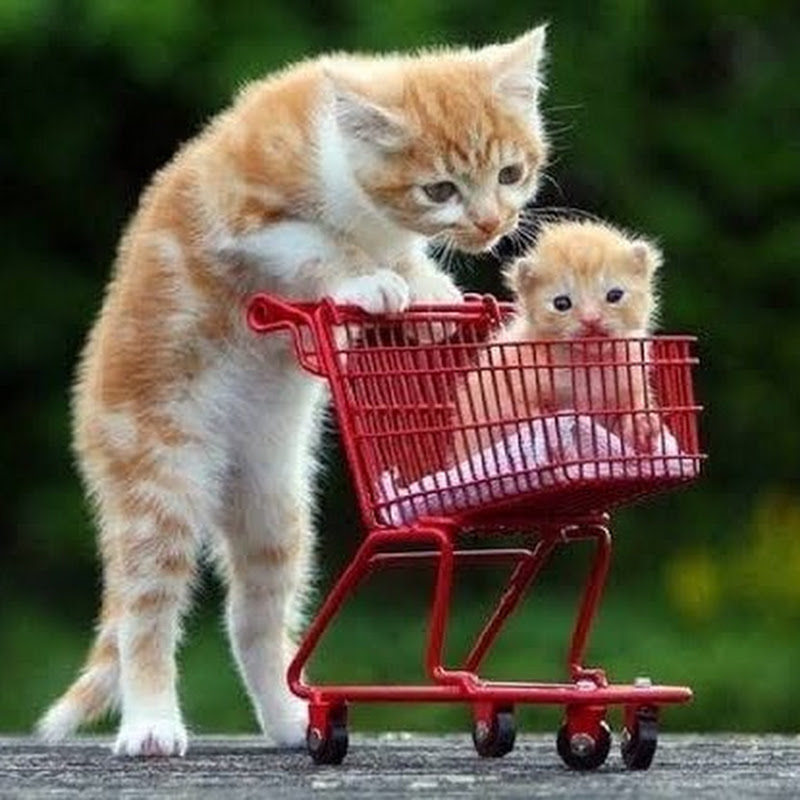 cute  pets avatar