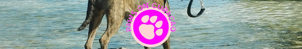 Paws on Curacao [ Animal Rescue Channel ] YouTube channel avatar