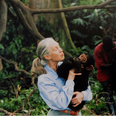 Jane Goodall